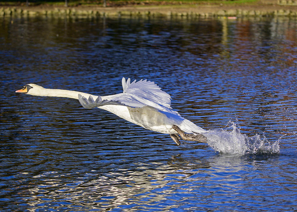 DSC_1518.jpg