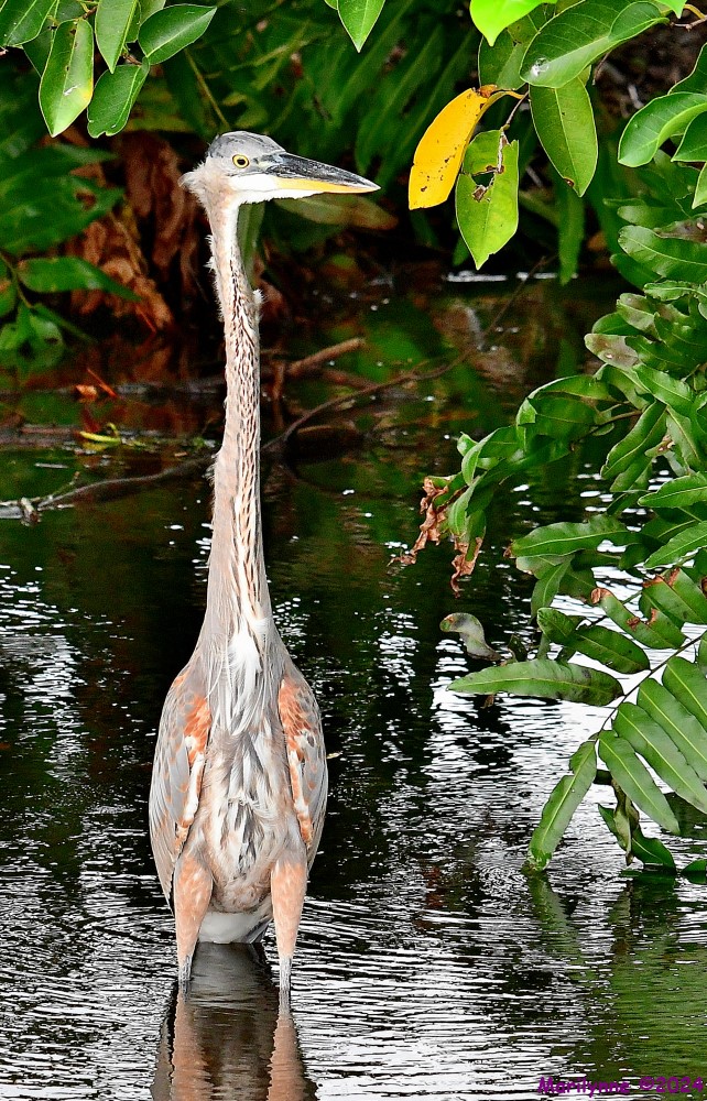 DSC_1520_001.JPG