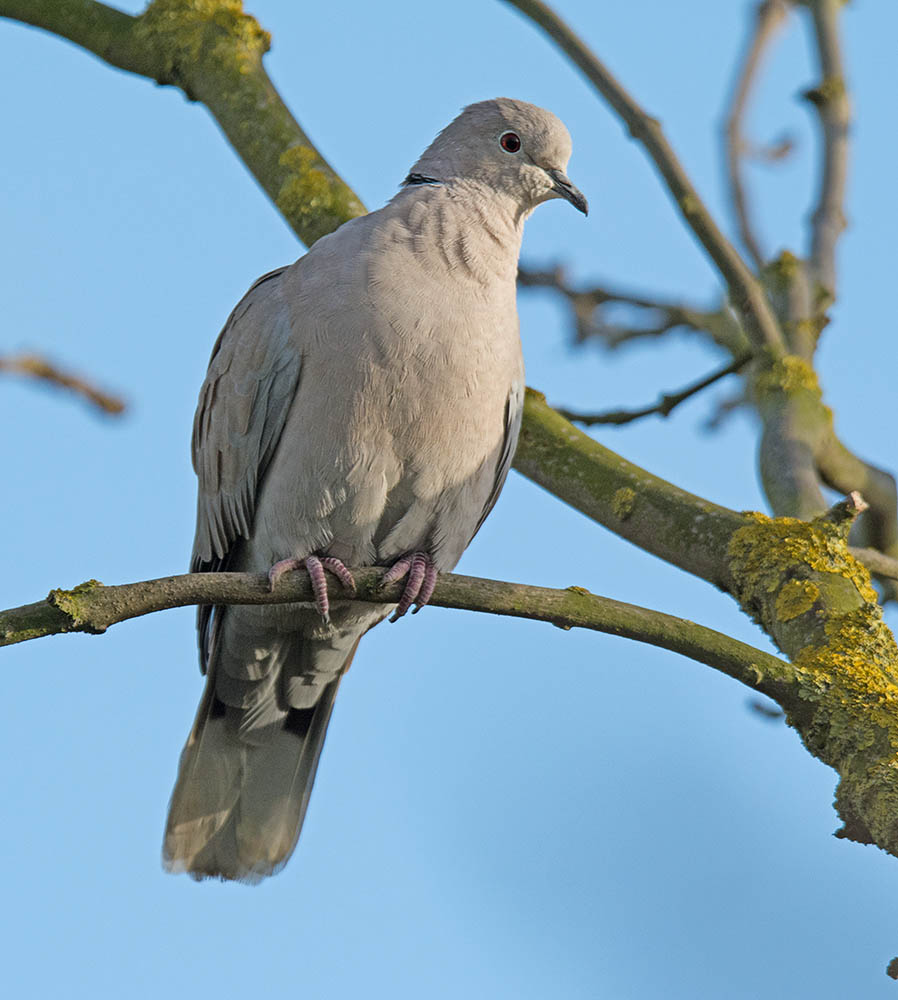 DSC_1523.jpg