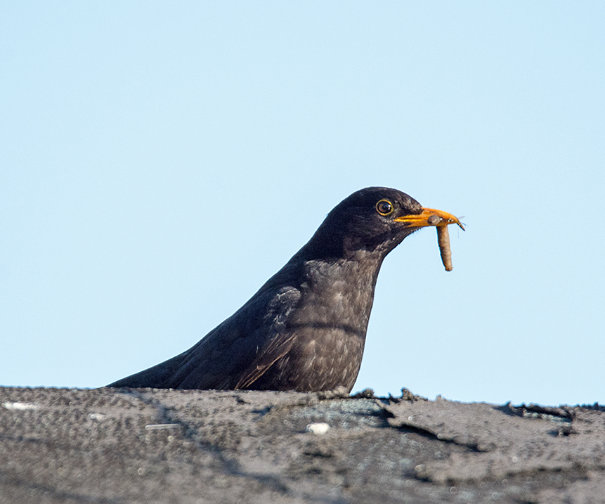 DSC_1525.jpg