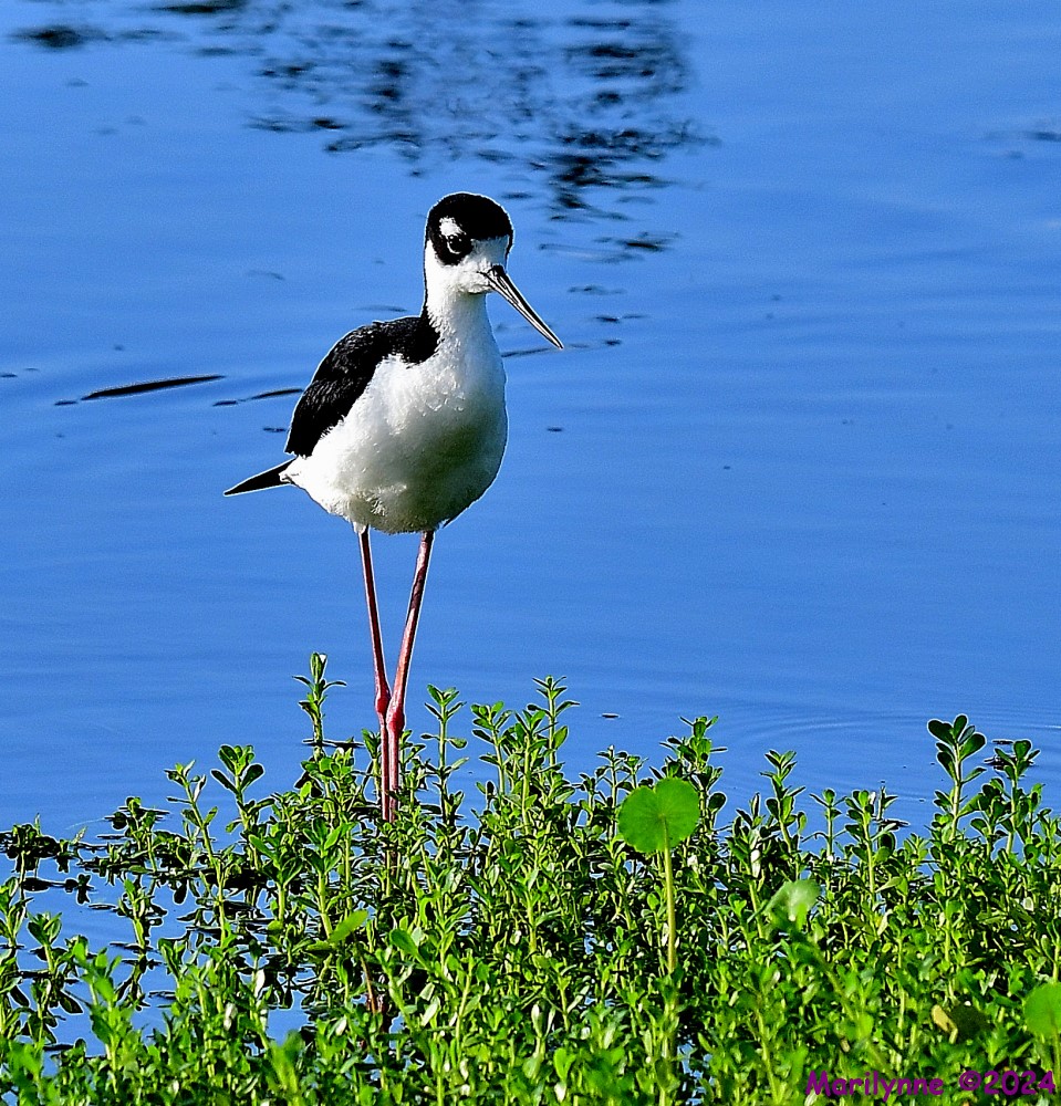 DSC_1525_001.JPG