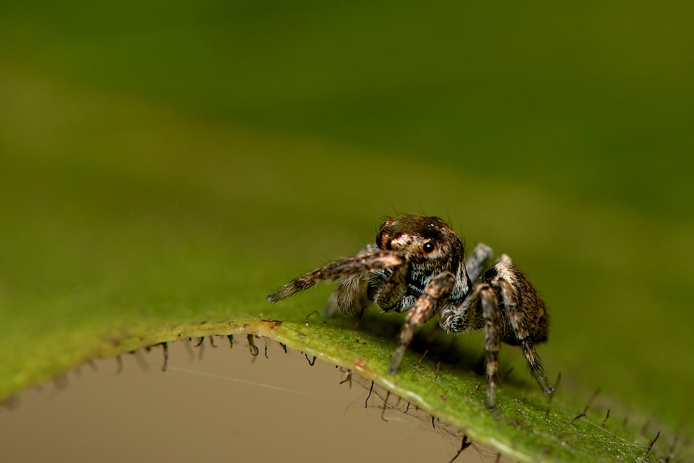 DSC_1526.jpg