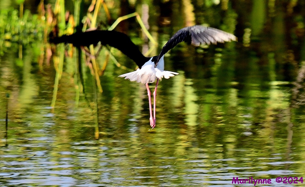 DSC_1526_001.JPG