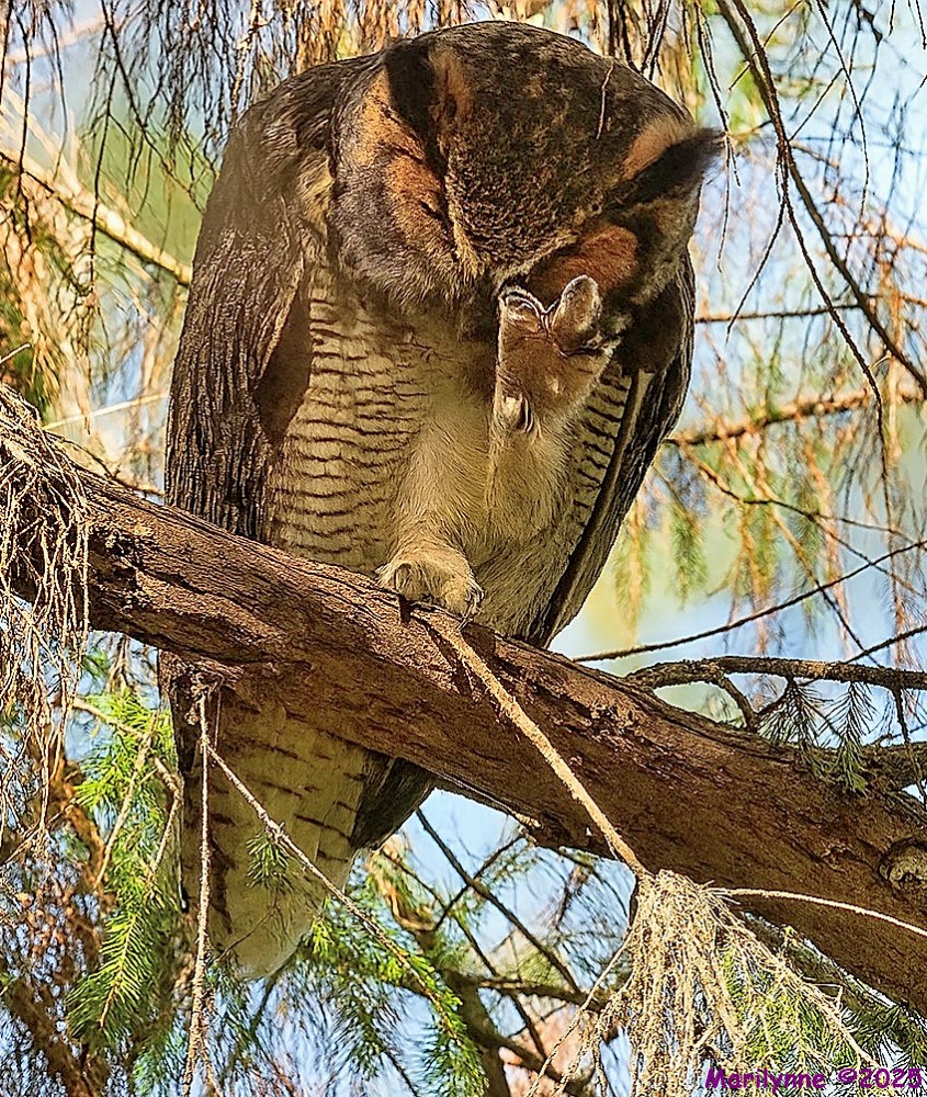 DSC_1527 copy_001.JPG