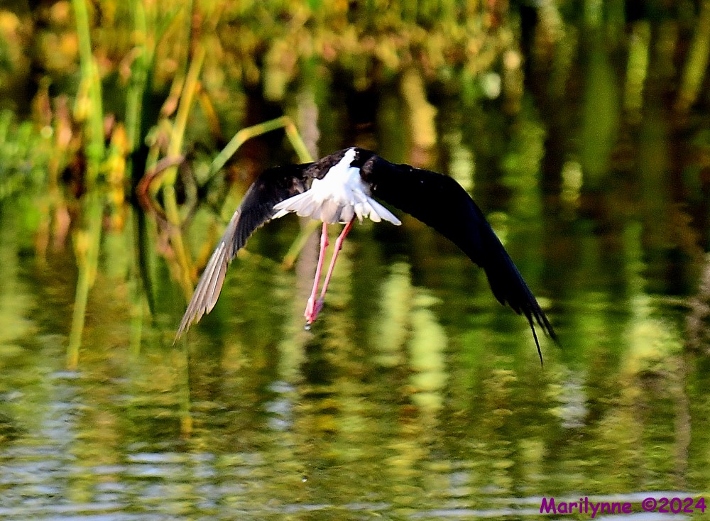 DSC_1527_001.JPG