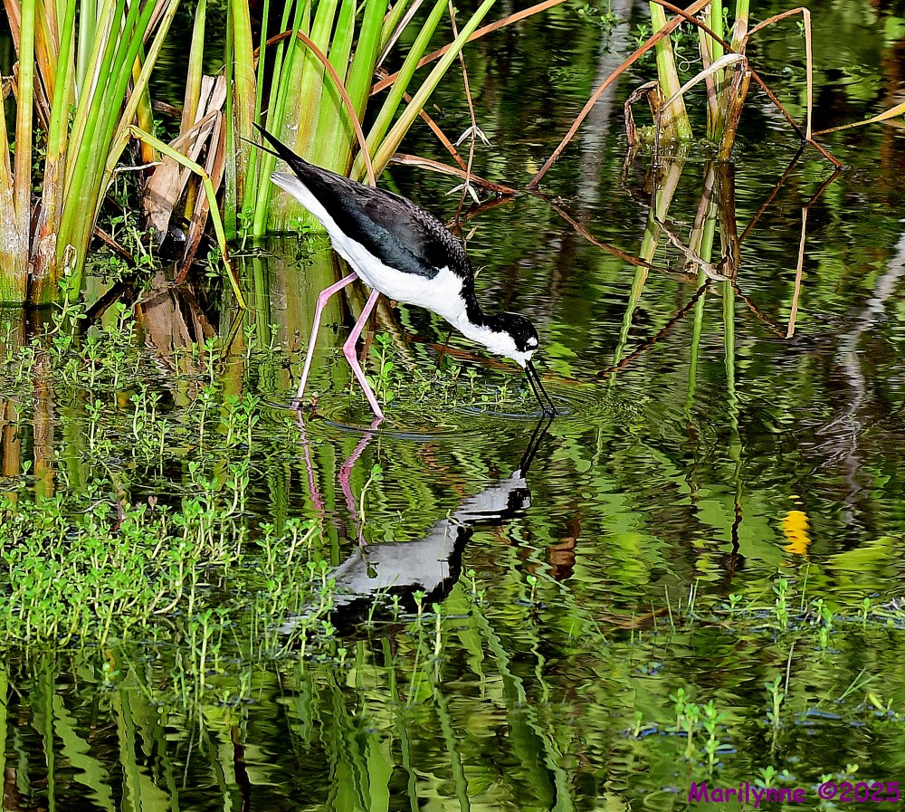 DSC_1527_001.JPG