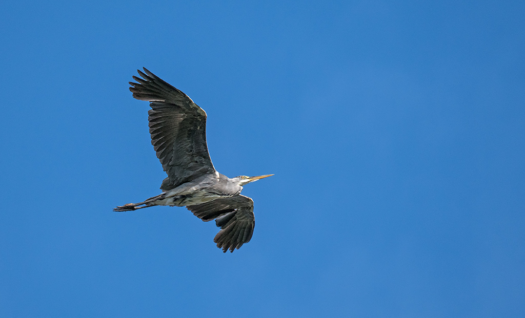 DSC_1528.jpg