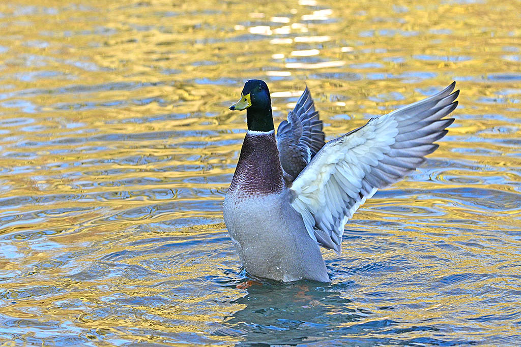 DSC_1529.jpg