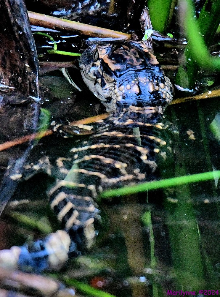 DSC_1529_001.JPG