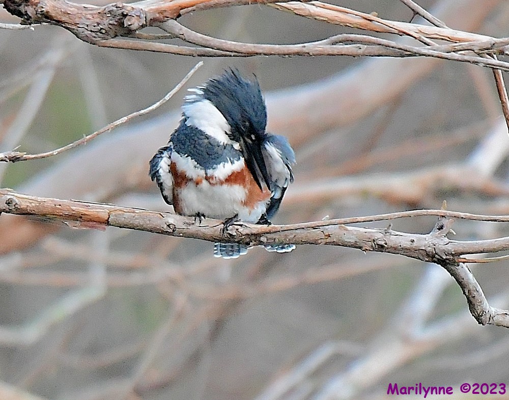 DSC_1530_001.JPG