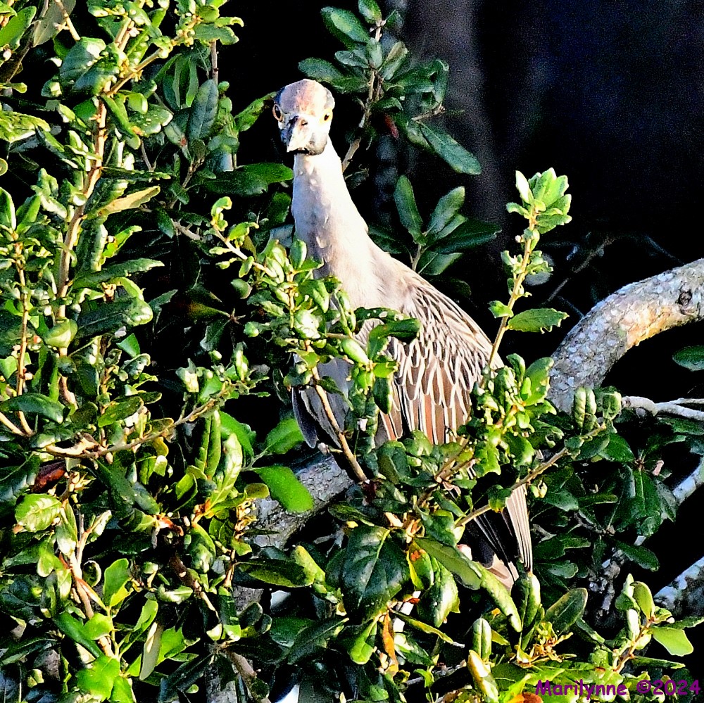 DSC_1530_001.JPG
