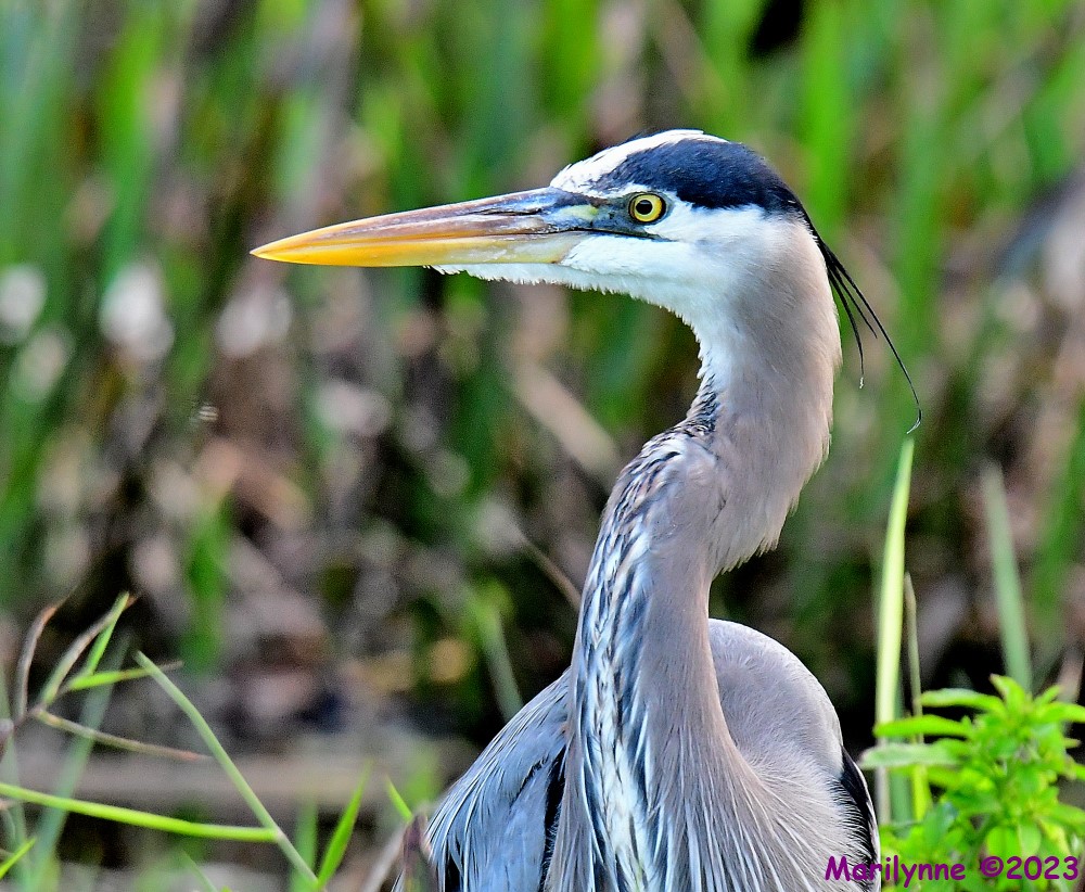 DSC_1532_001.JPG