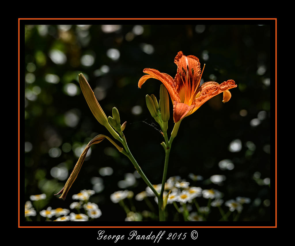 DSC_1532_Web.jpg