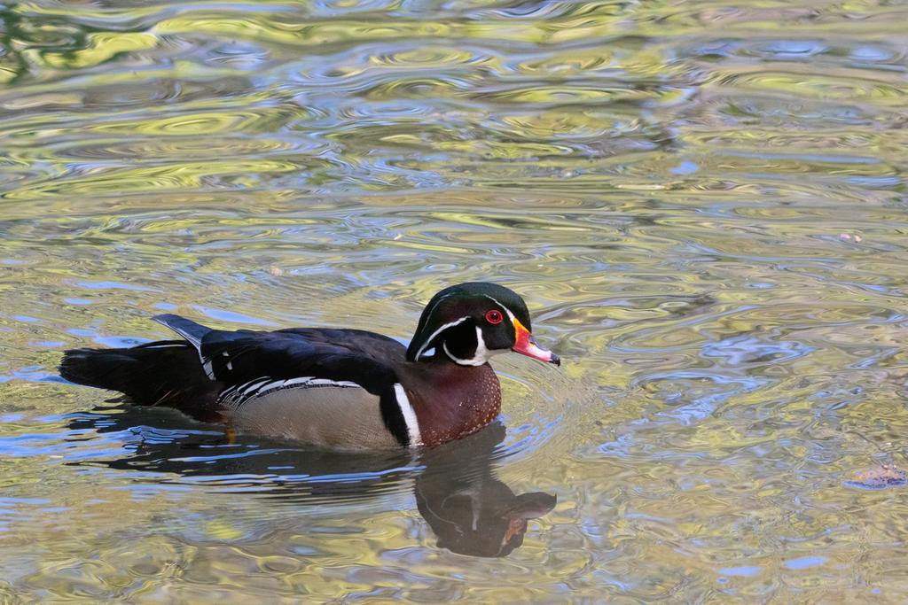 DSC_1533.jpg