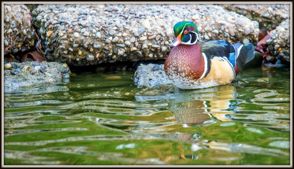 DSC_1534.jpg