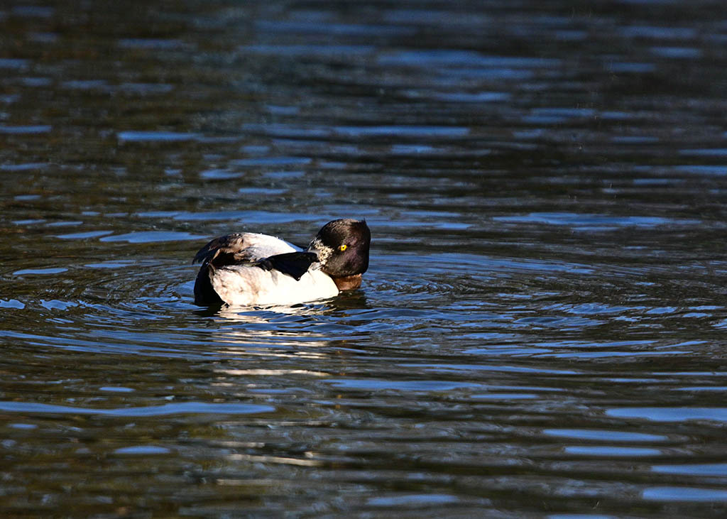 DSC_1534.jpg