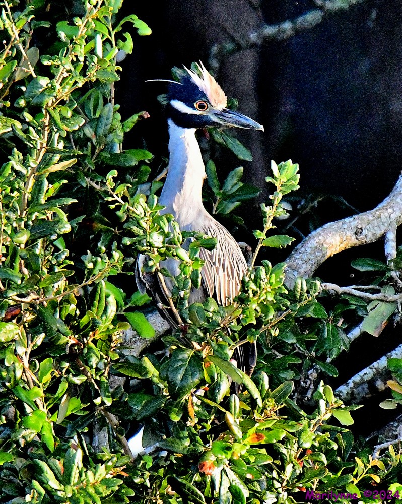DSC_1534_001.JPG