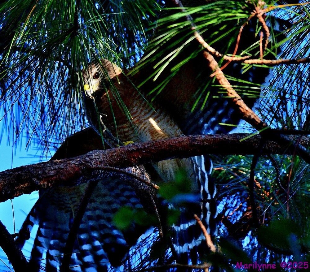 DSC_1534_001.JPG
