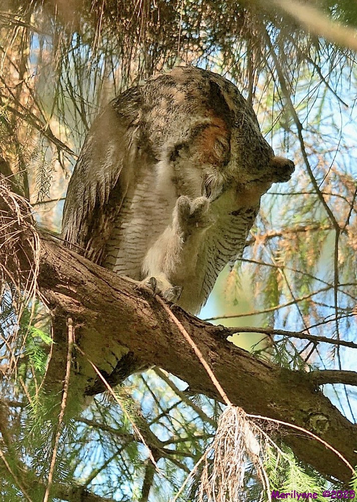 DSC_1535 copy_001.JPG