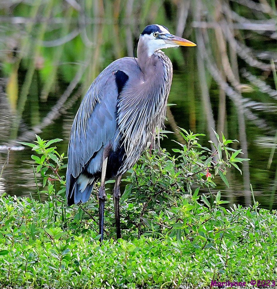 DSC_1535_001.JPG