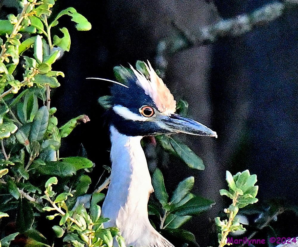 DSC_1535_001.JPG