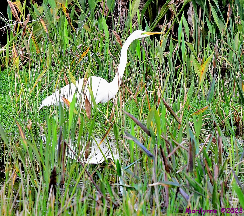 DSC_1536_001.JPG