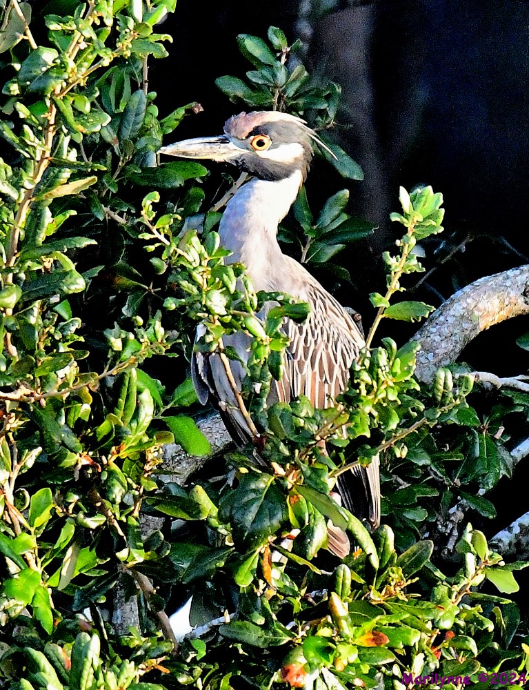 DSC_1536_001.JPG