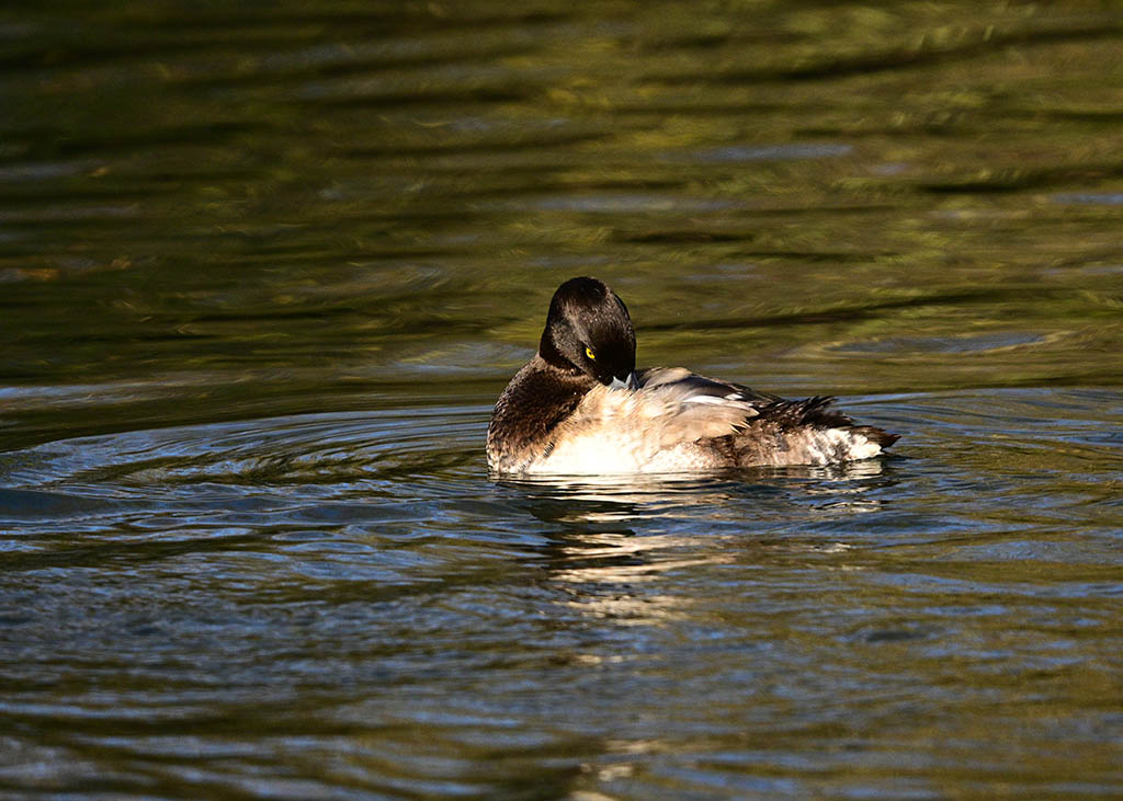 DSC_1537.jpg