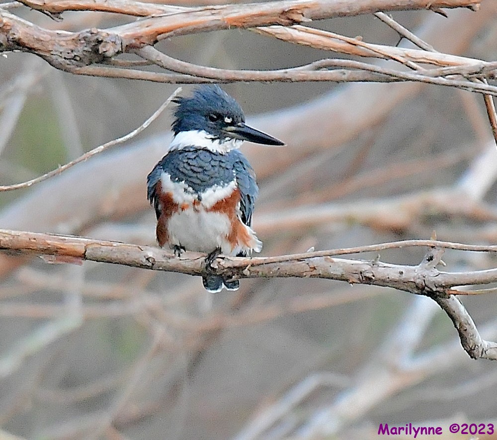 DSC_1537_001.JPG