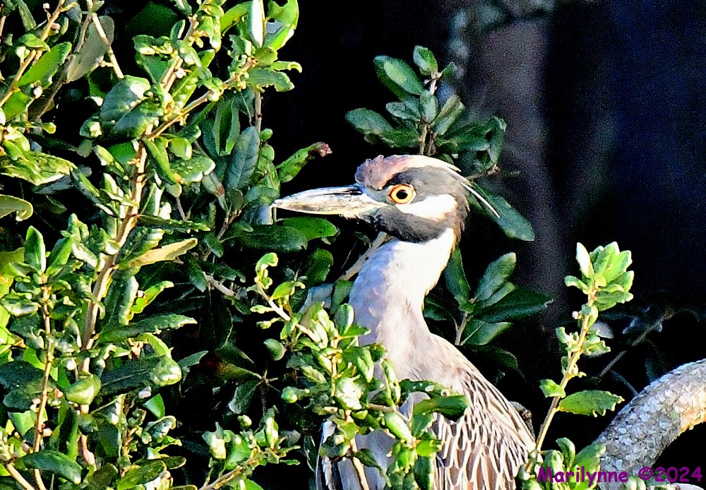 DSC_1537_001.JPG