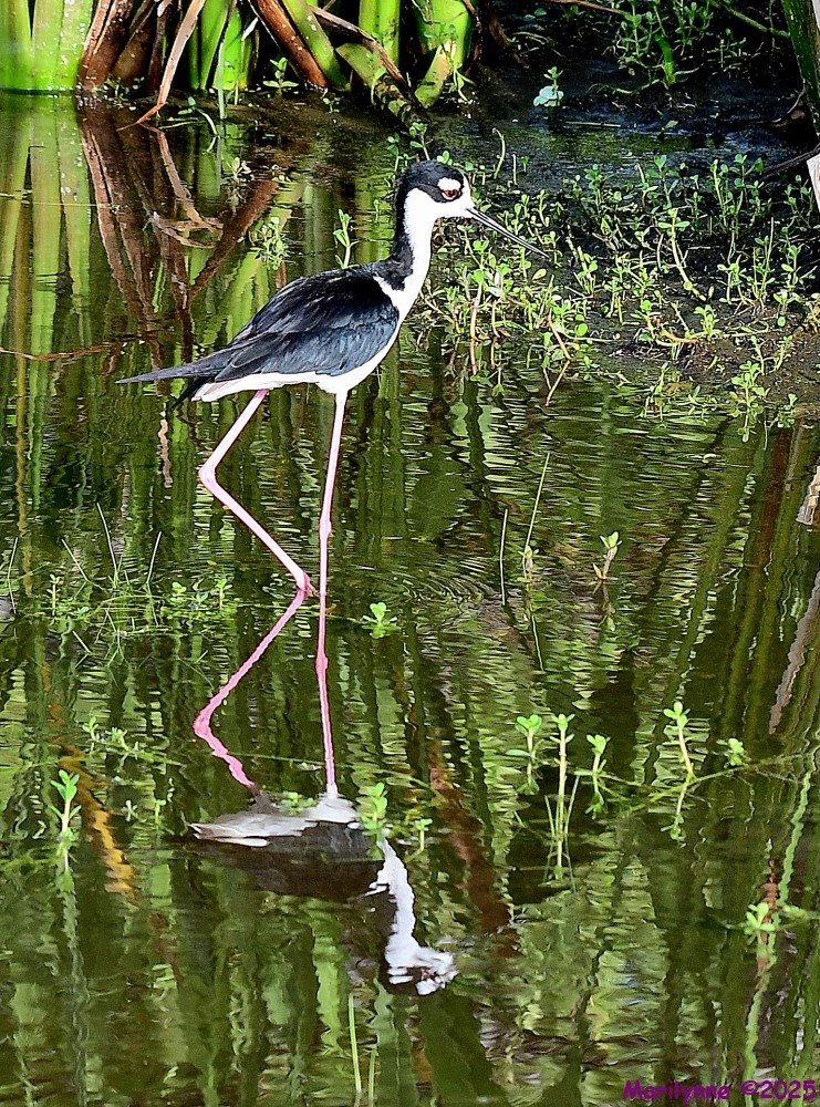 DSC_1539_001.JPG