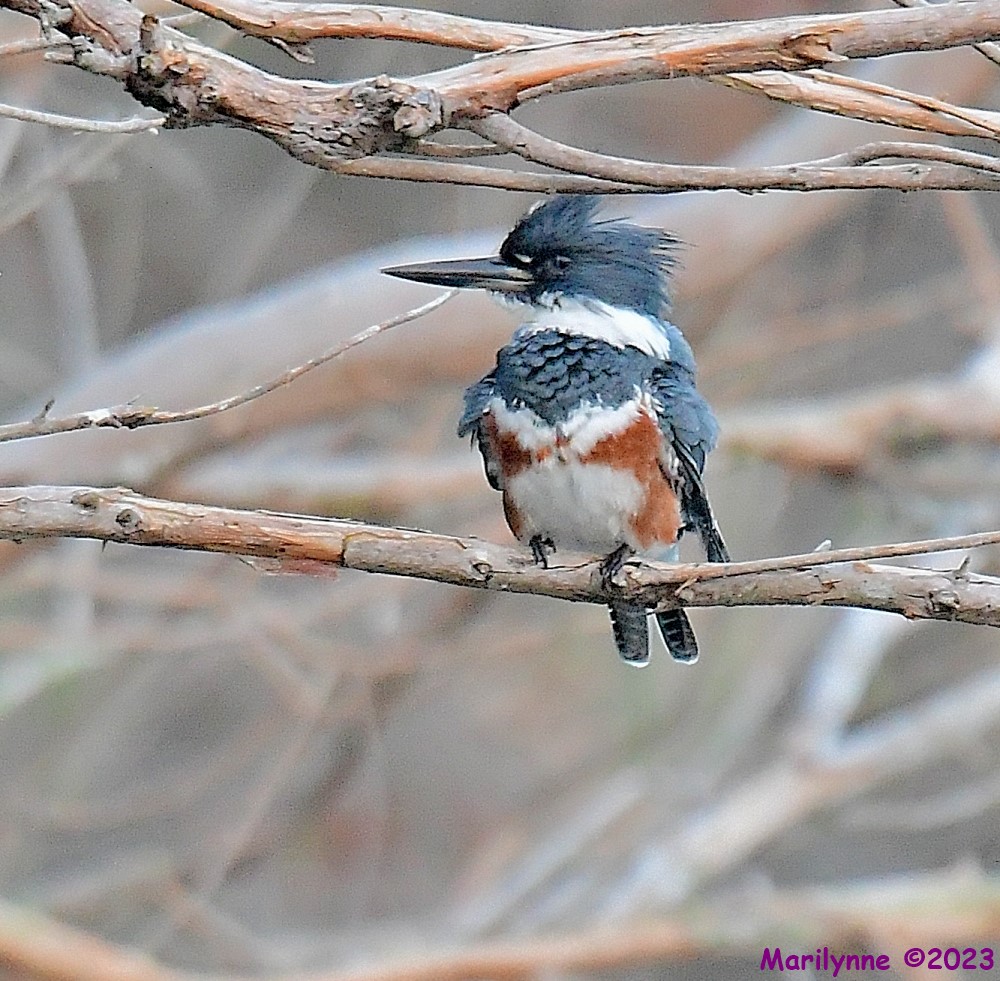DSC_1540_001.JPG