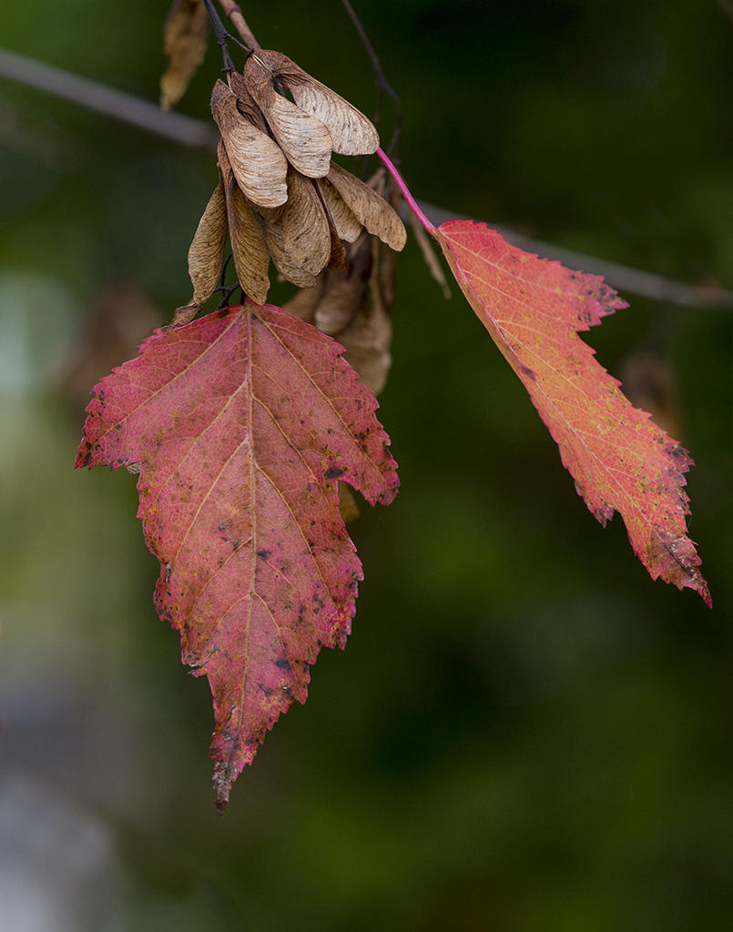 DSC_1541.jpg