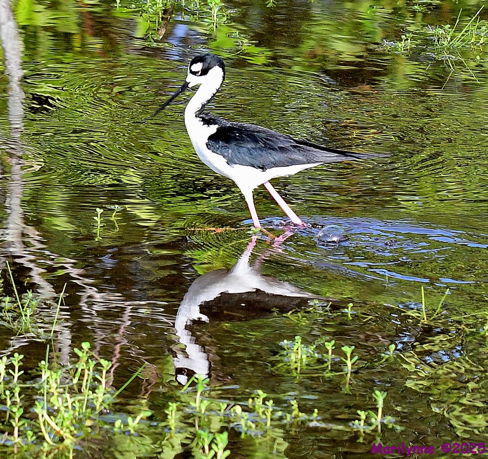 DSC_1541_001.JPG