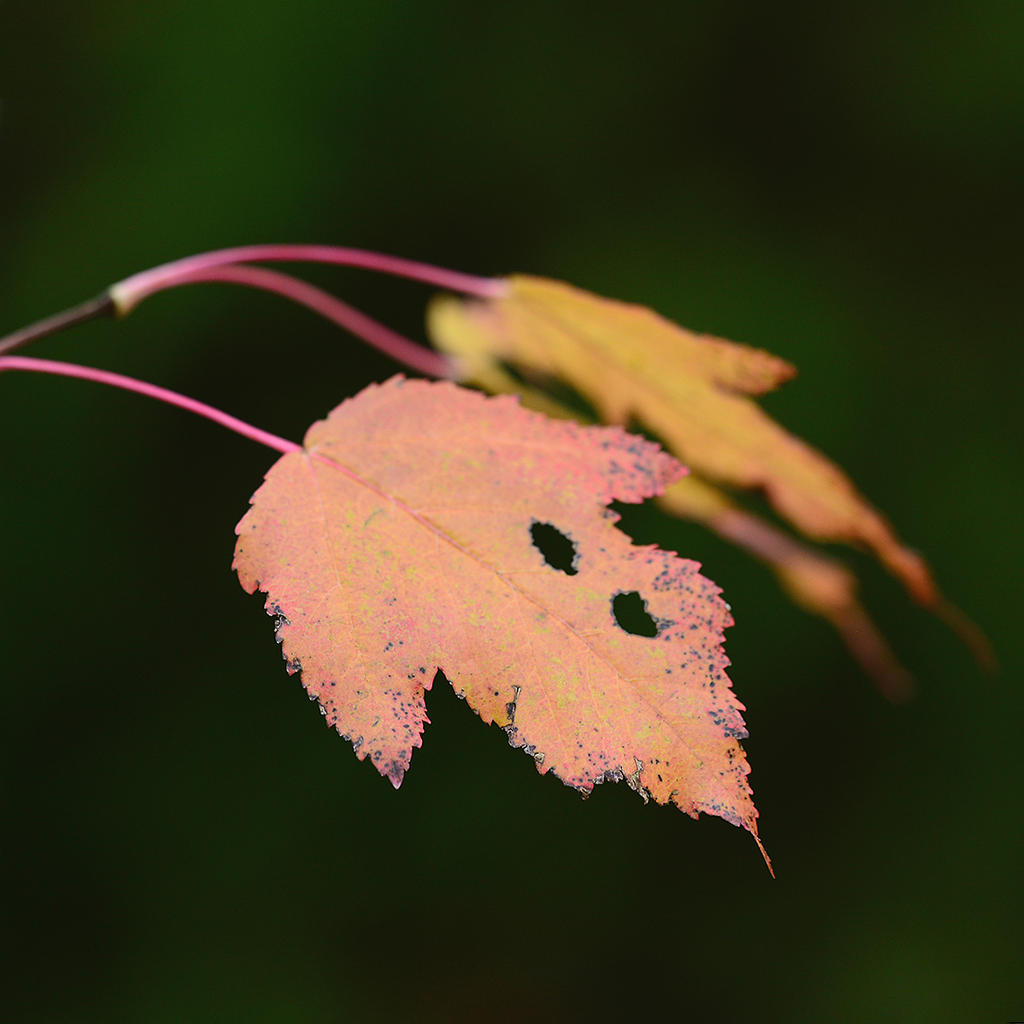 DSC_1544.jpg