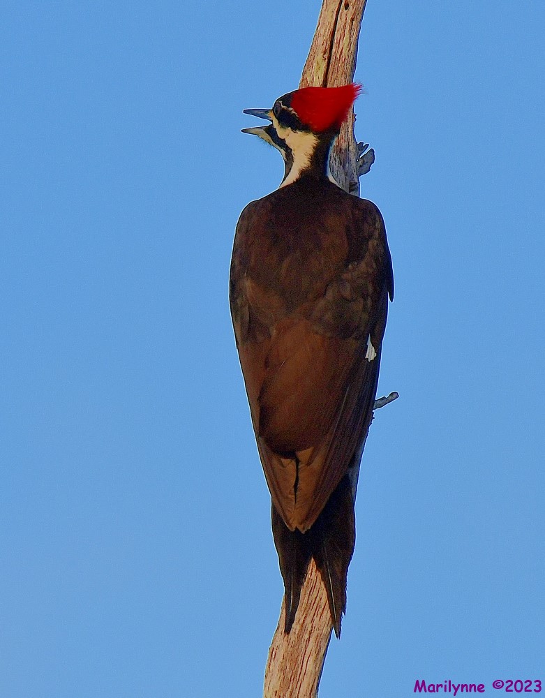 DSC_1544_001.JPG