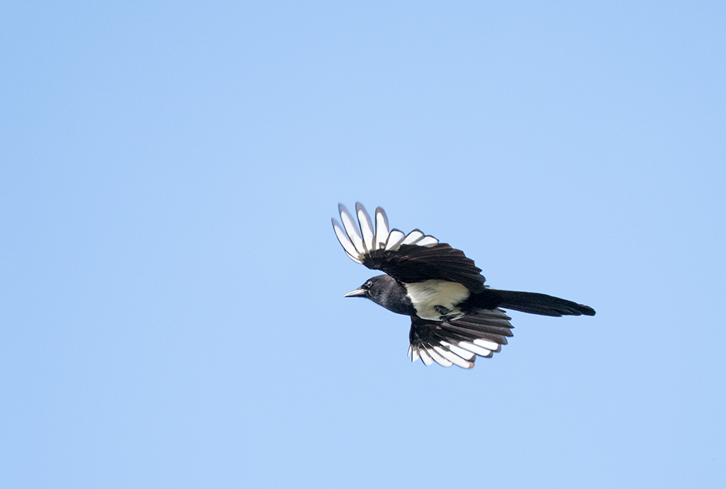 DSC_1546.jpg