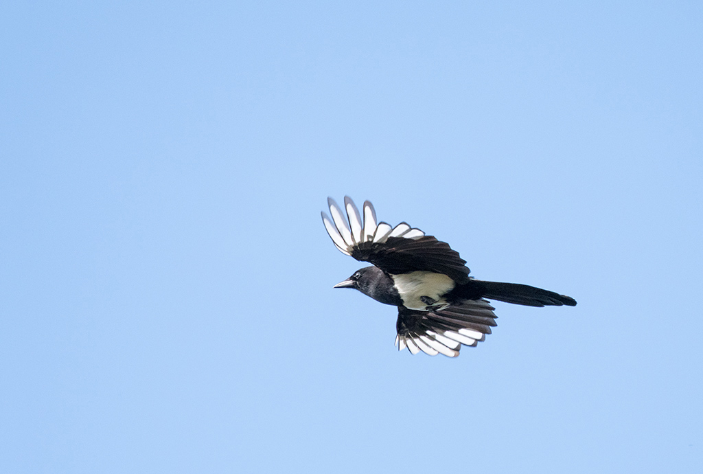 dsc_1546_35833902675_o.jpg