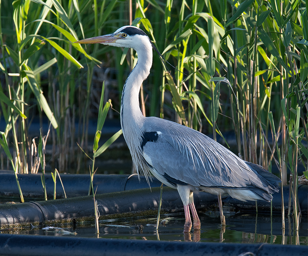 DSC_1549.jpg