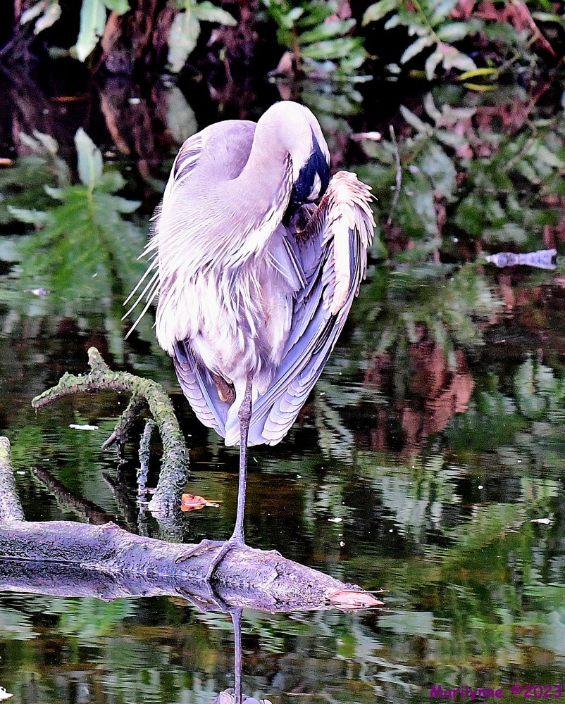 DSC_1553_001.JPG