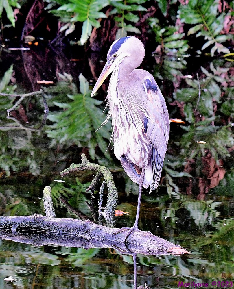 DSC_1555_001.JPG