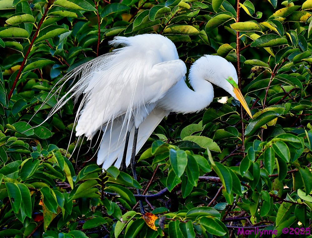 DSC_1556_001.JPG