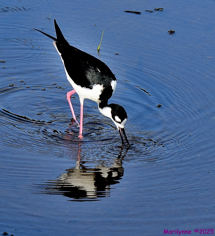 DSC_1556_001.JPG