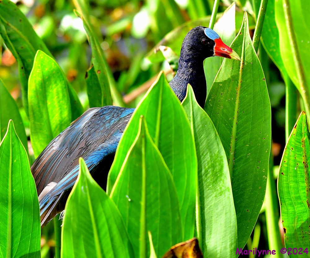 DSC_1558_001.JPG