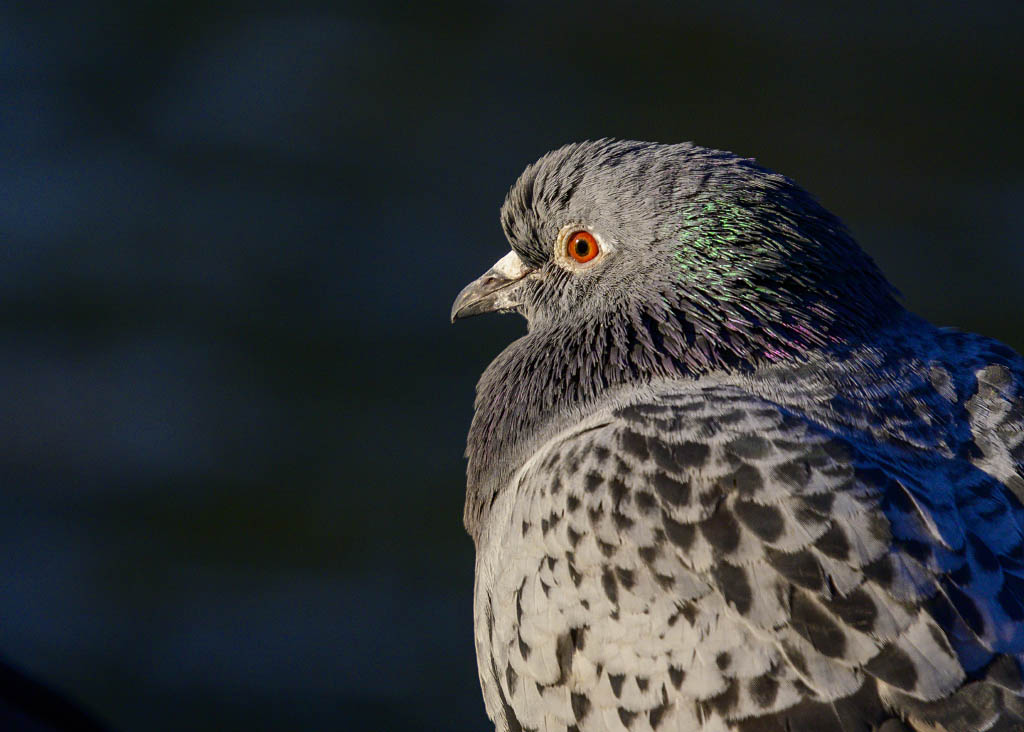 DSC_1560.jpg
