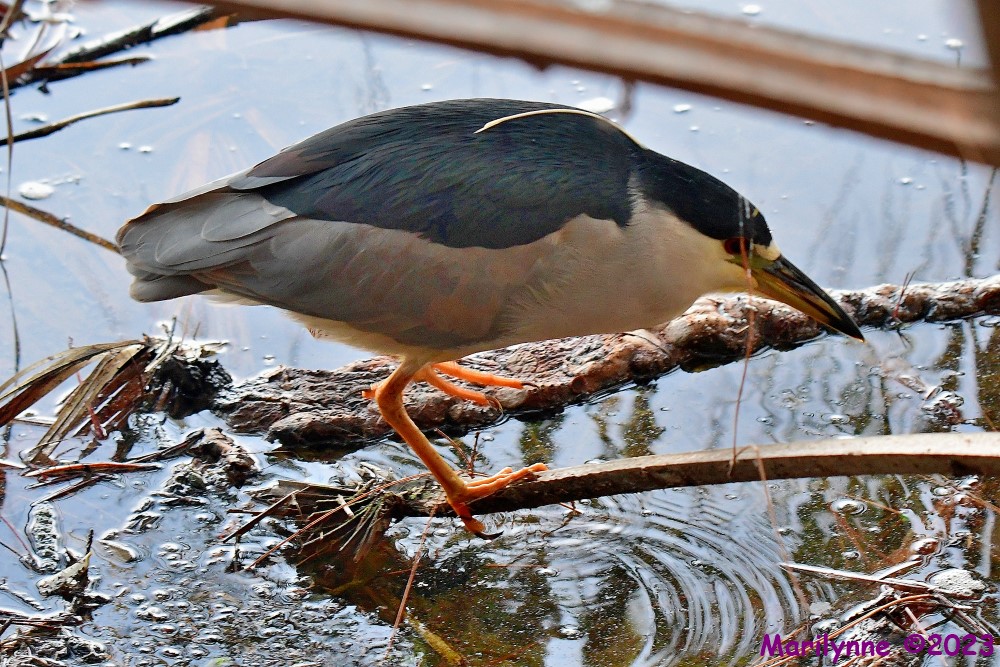 DSC_1562_001.JPG