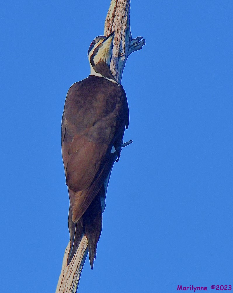 DSC_1564_001.JPG