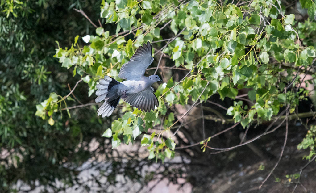 DSC_1565.jpg