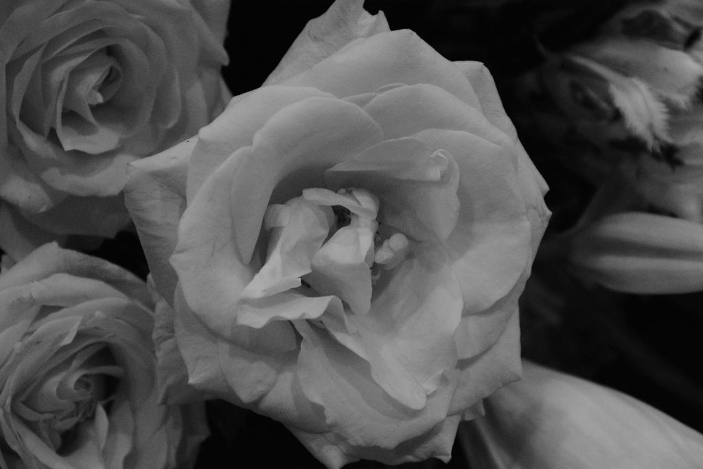 DSC_1566.jpg