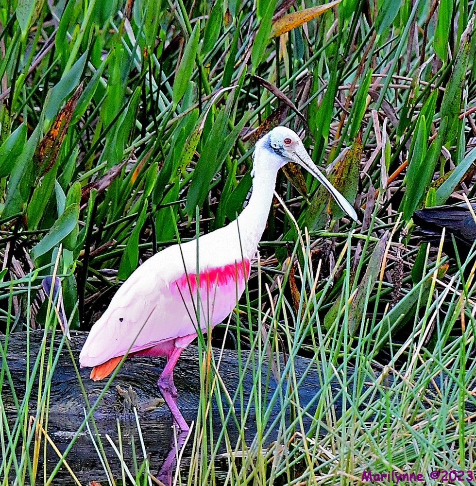 DSC_1566_001.JPG